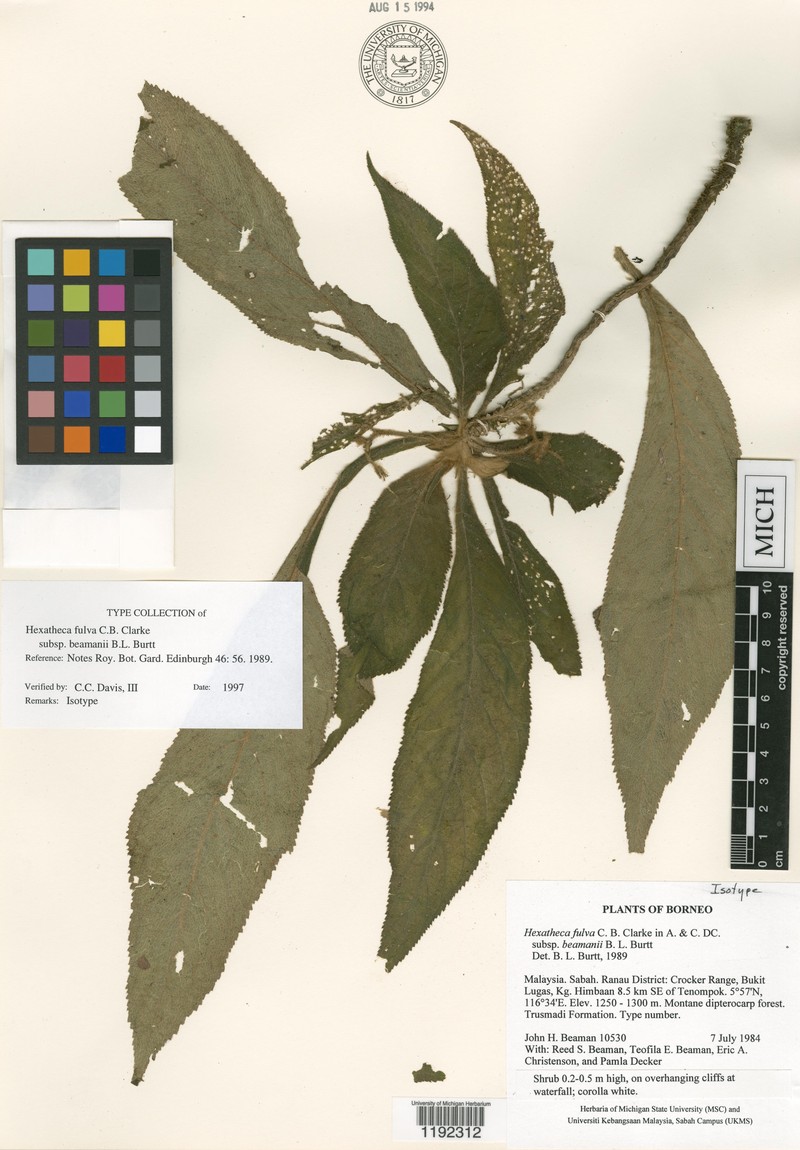 Hexatheca fulva subsp. beamanii photo 2