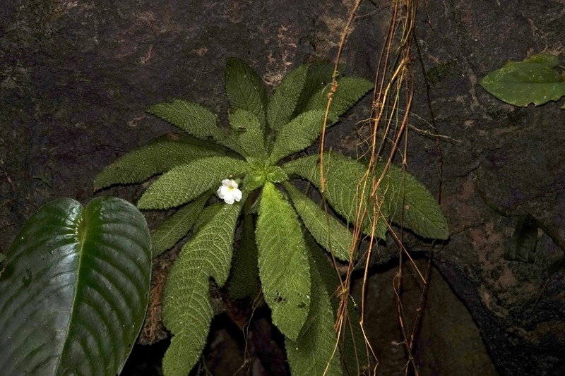 Hexatheca fulva subsp. fulva