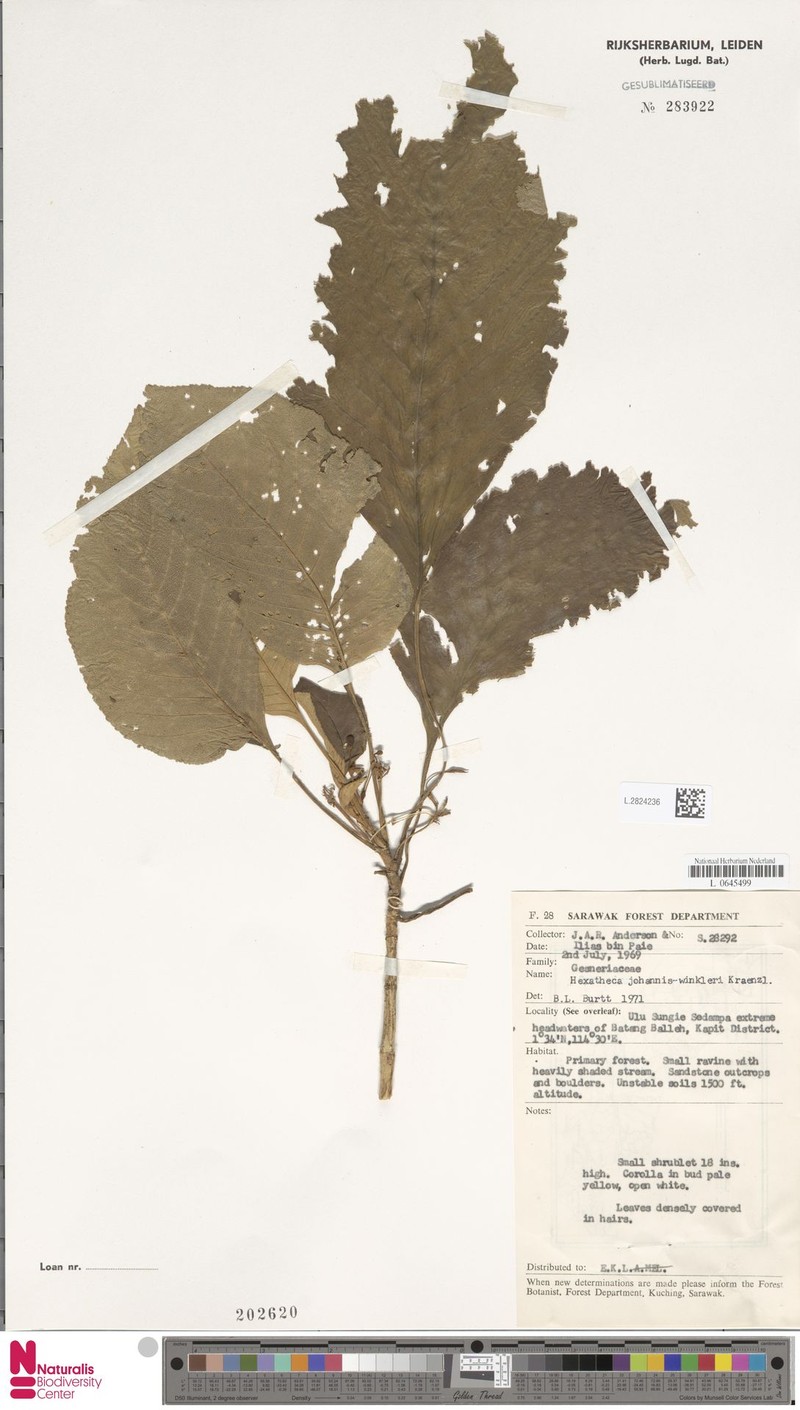 Hexatheca johannis-winkleri