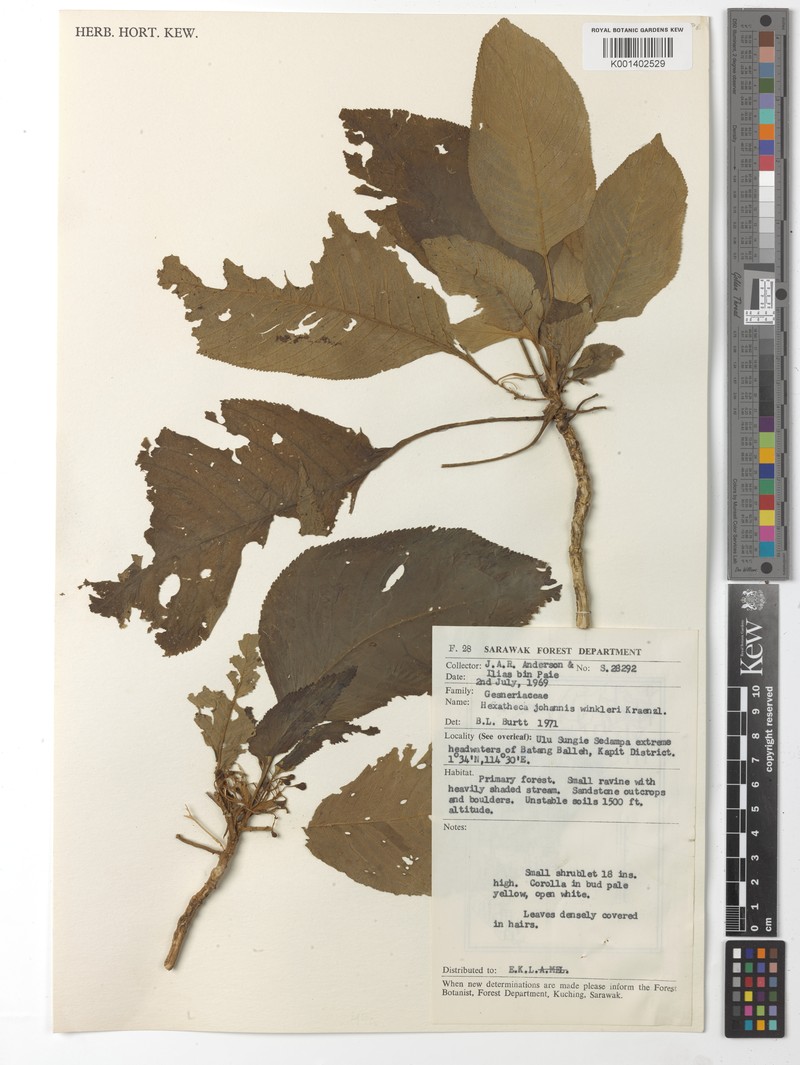 Hexatheca johannis-winkleri photo 2