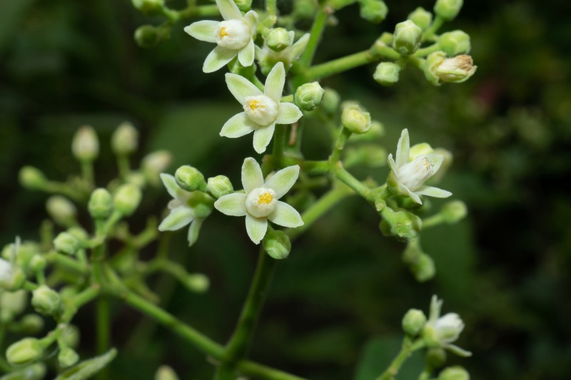 Heynea velutina