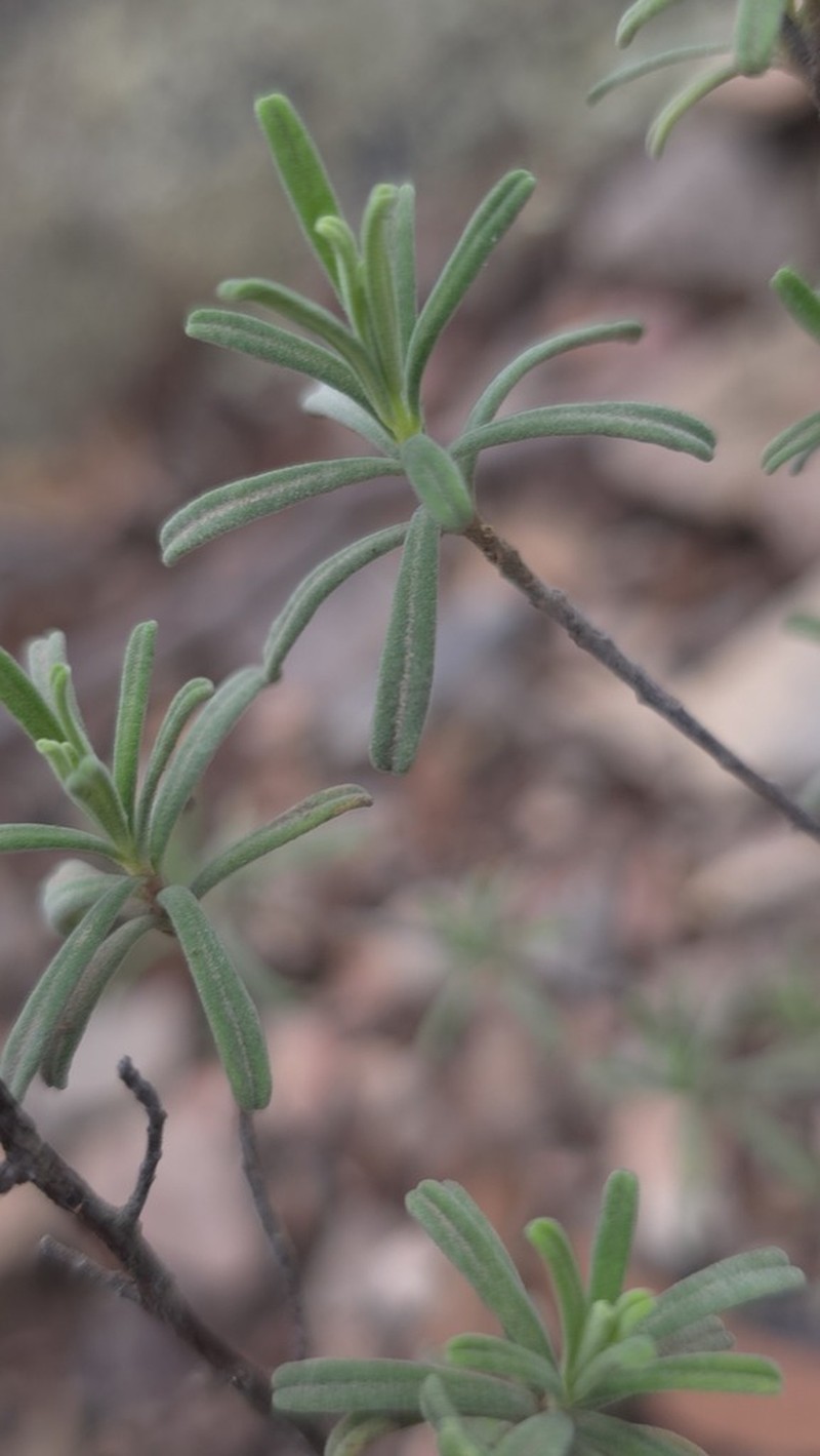 Hibbertia acaulothrix photo 2