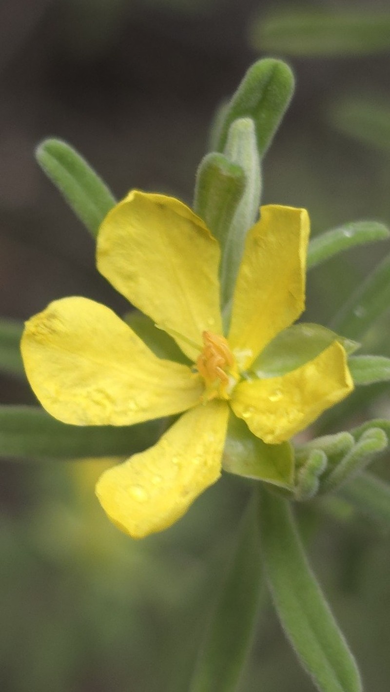 Hibbertia acaulothrix photo 3