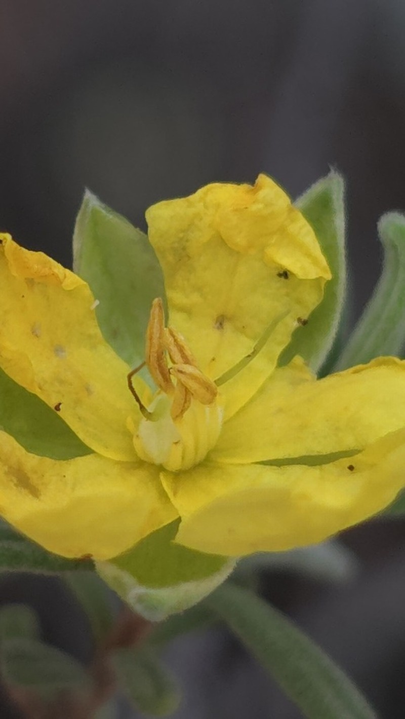 Hibbertia acaulothrix photo 4