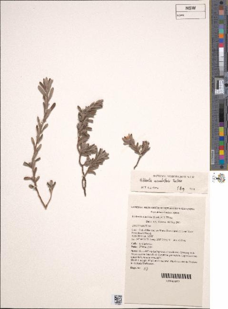 Hibbertia acaulothrix photo 5
