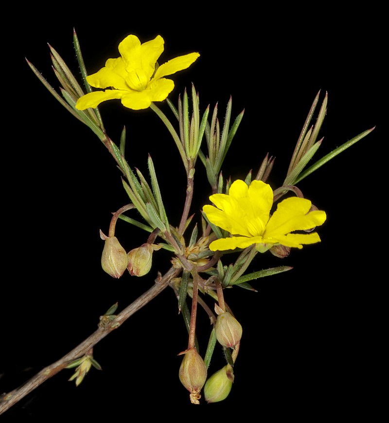 Hibbertia acerosa