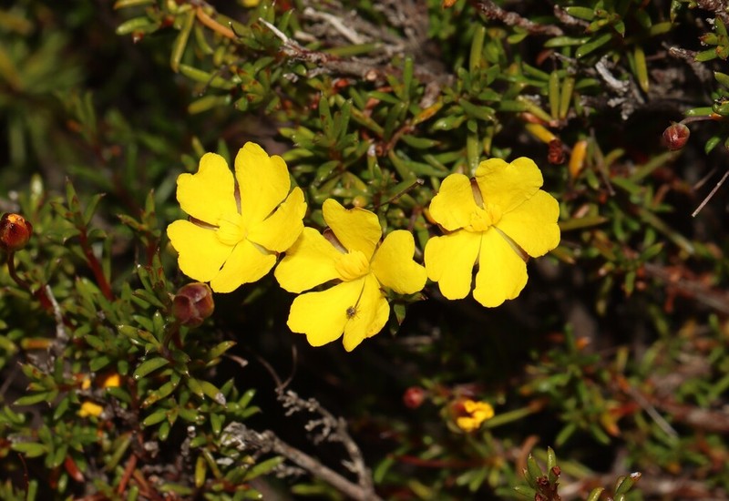 Hibbertia acerosa photo 2