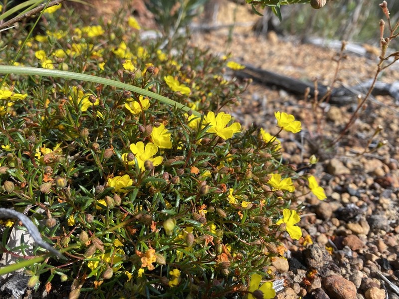 Hibbertia acerosa photo 3