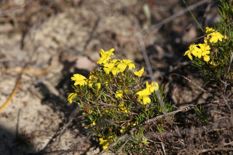 Hibbertia acerosa photo 4