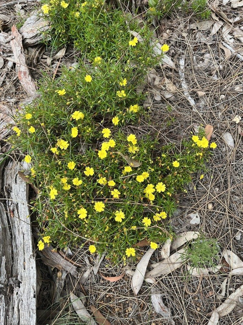 Hibbertia acerosa photo 5