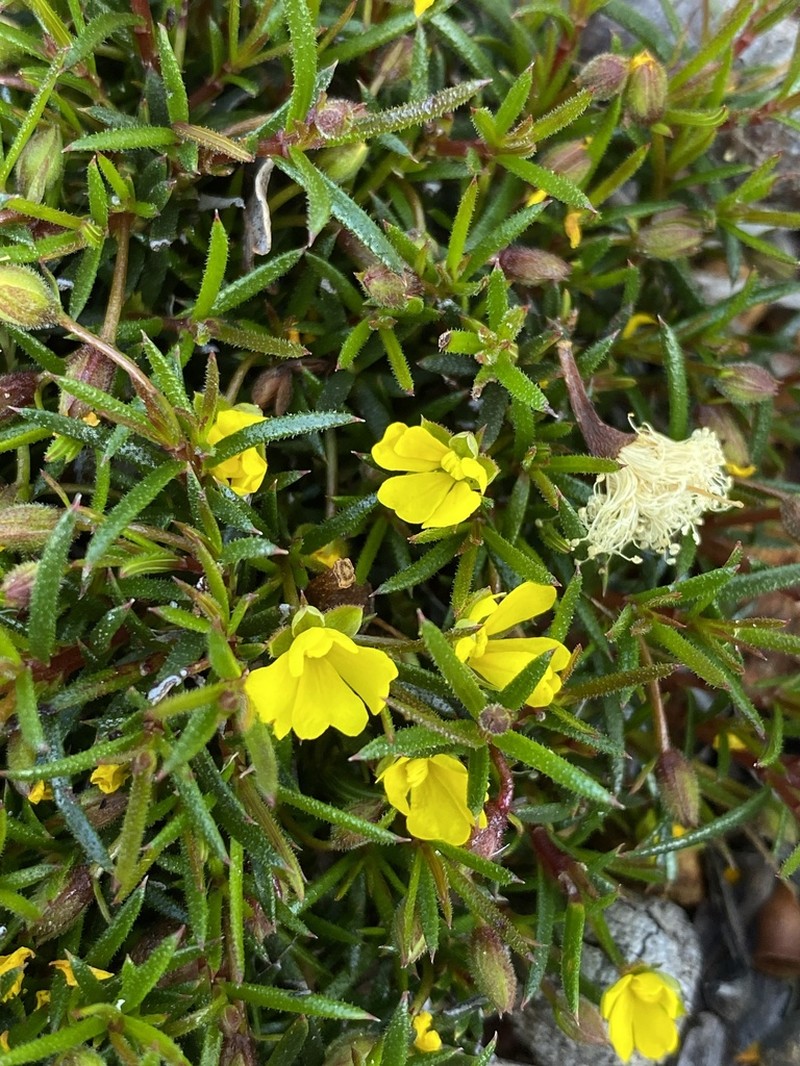 Hibbertia acerosa photo 6