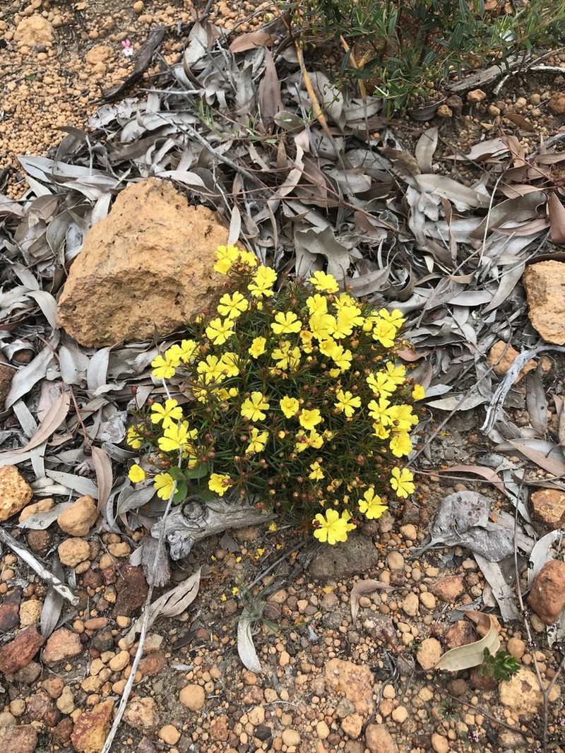Hibbertia acerosa photo 7