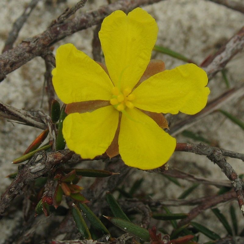 Hibbertia acicularis