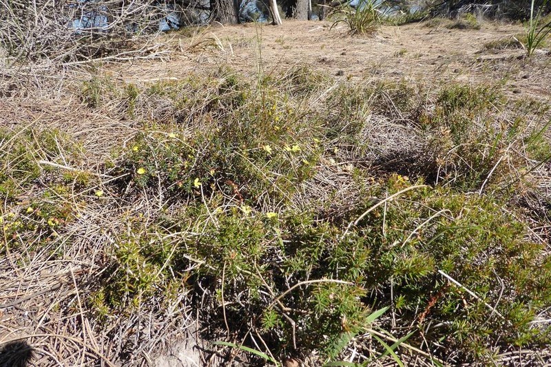 Hibbertia acicularis photo 2