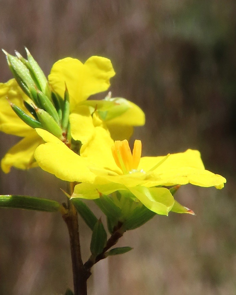 Hibbertia acicularis photo 3