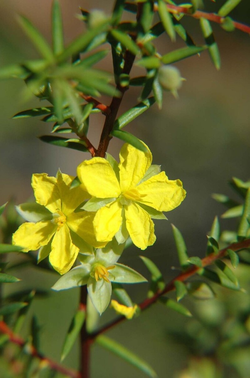 Hibbertia acicularis photo 4
