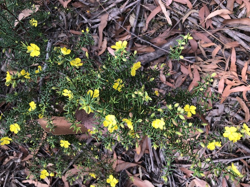 Hibbertia acicularis photo 5