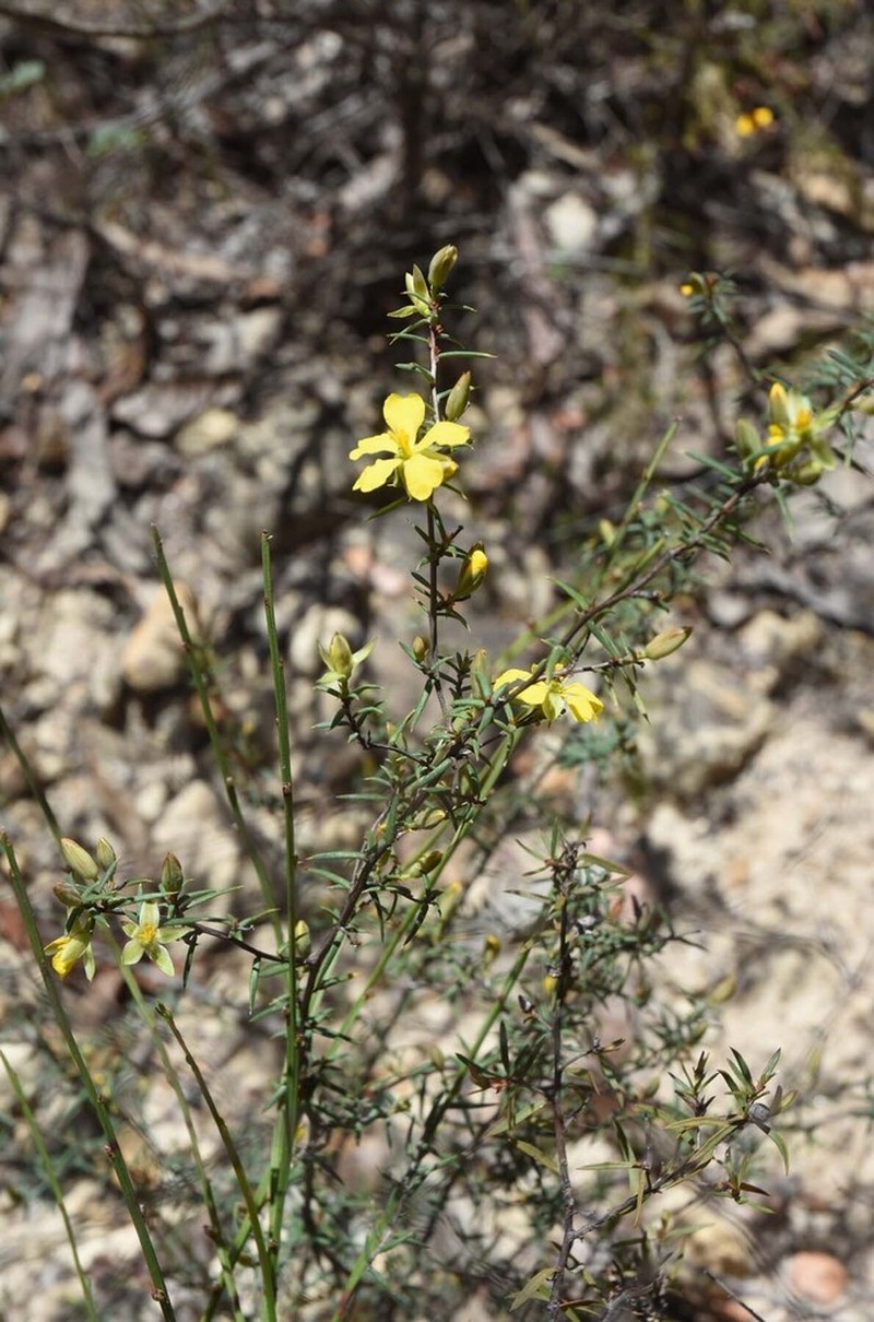 Hibbertia acicularis photo 6