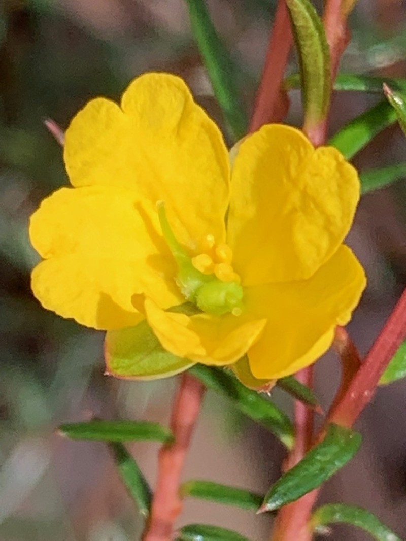 Hibbertia acicularis photo 7