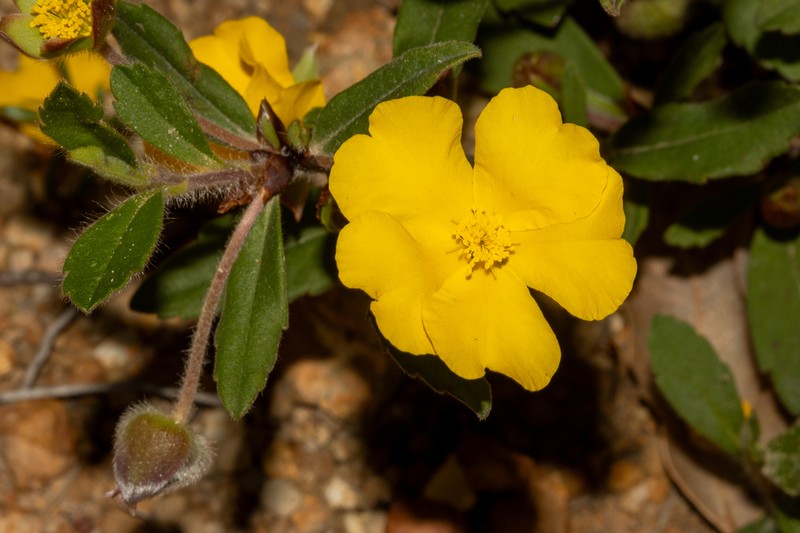 Hibbertia acrotoma photo 2