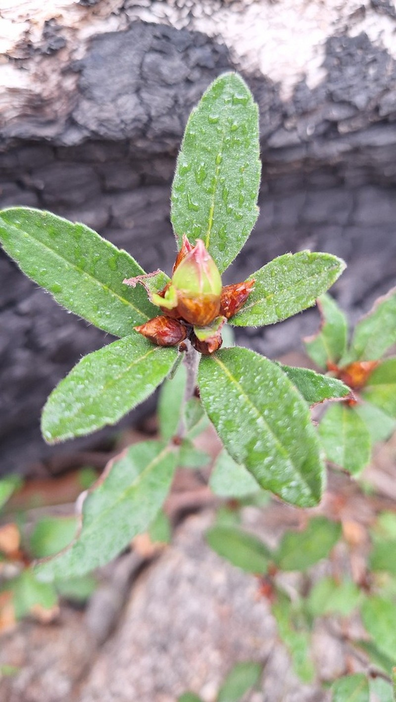 Hibbertia acrotoma photo 4