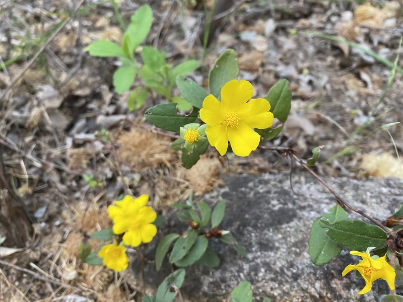 Hibbertia acrotoma photo 6