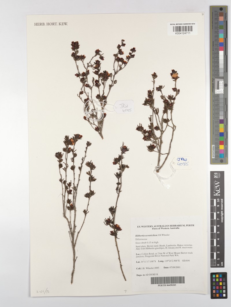Hibbertia acrotrichion