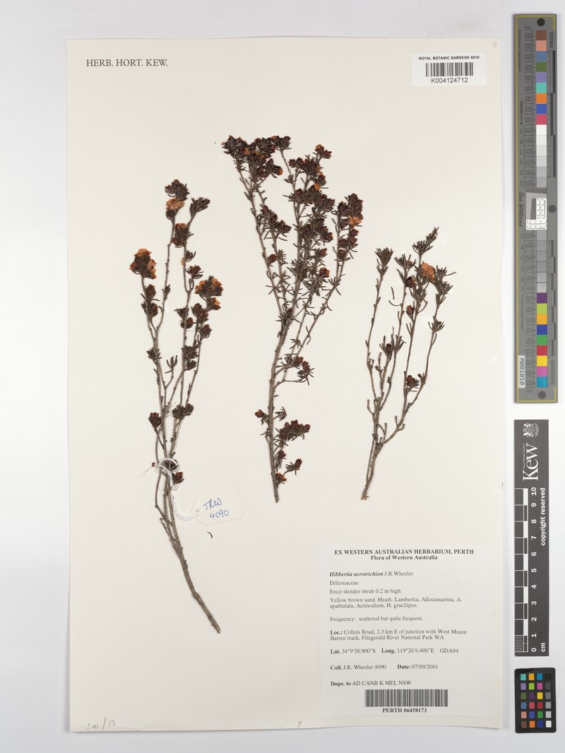 Hibbertia acrotrichion photo 2