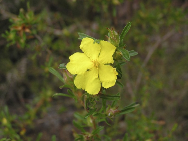Hibbertia acuminata