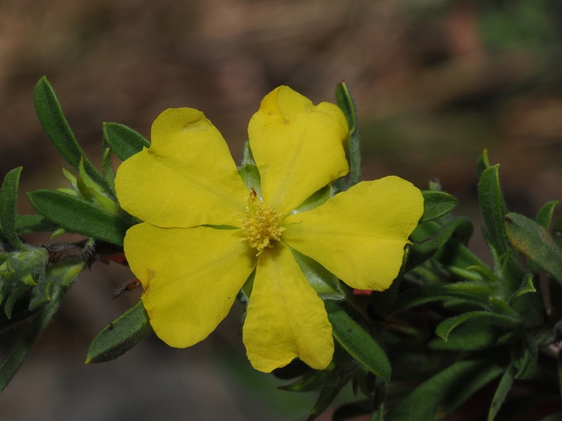Hibbertia acuminata photo 2