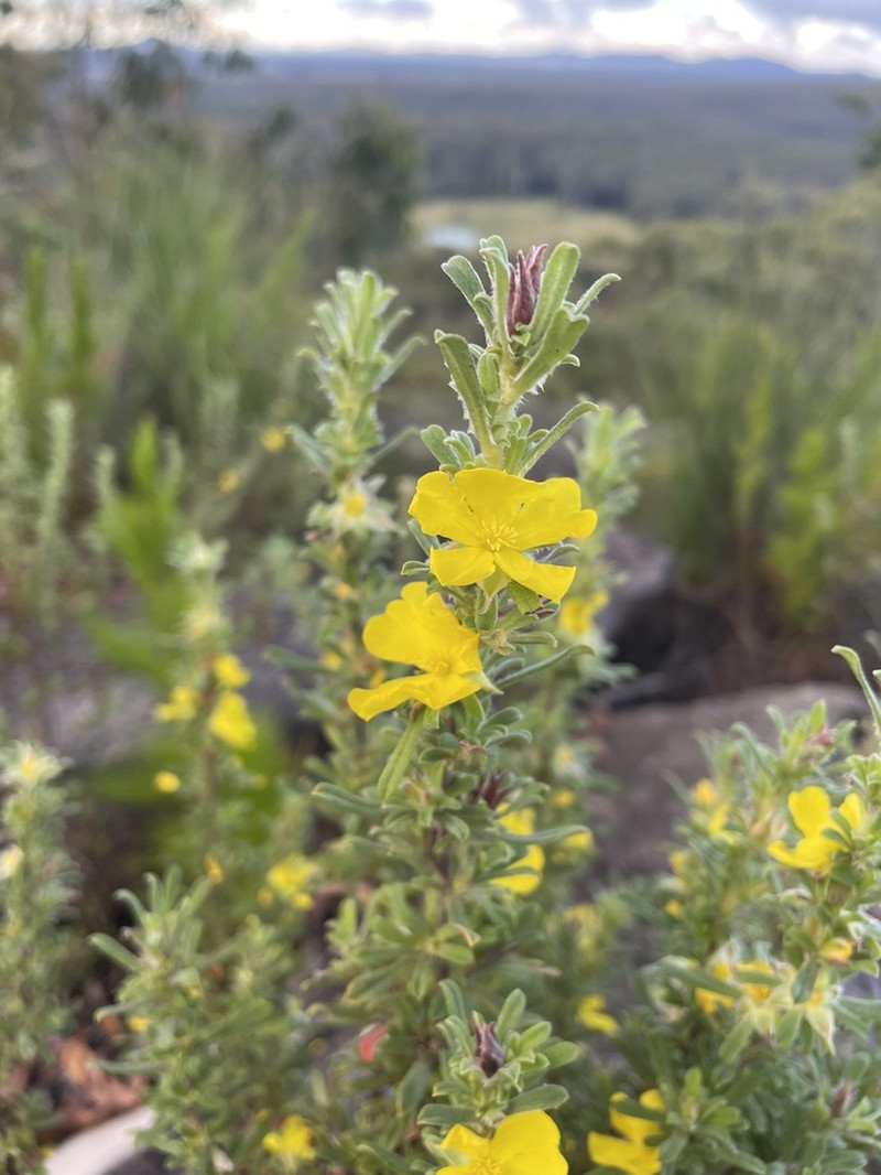 Hibbertia acuminata photo 3