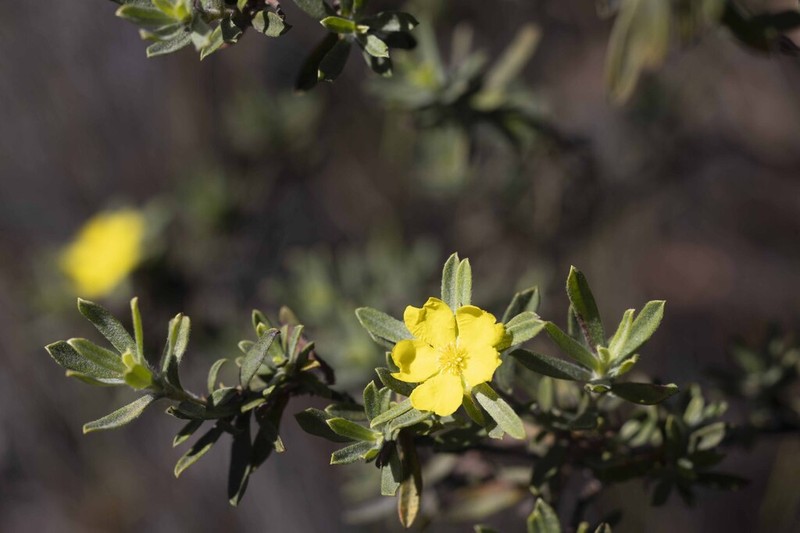 Hibbertia acuminata photo 4
