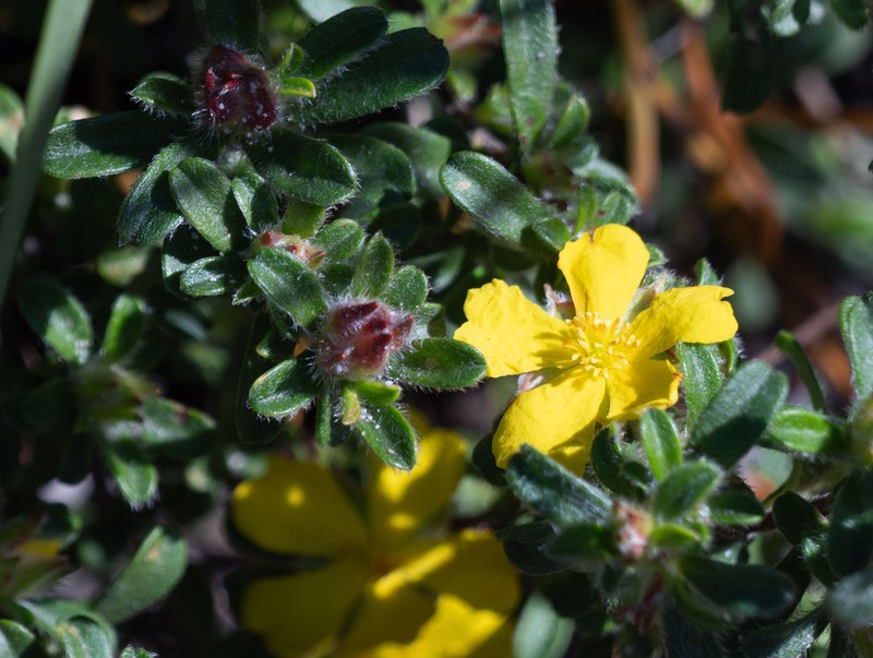 Hibbertia acuminata photo 5