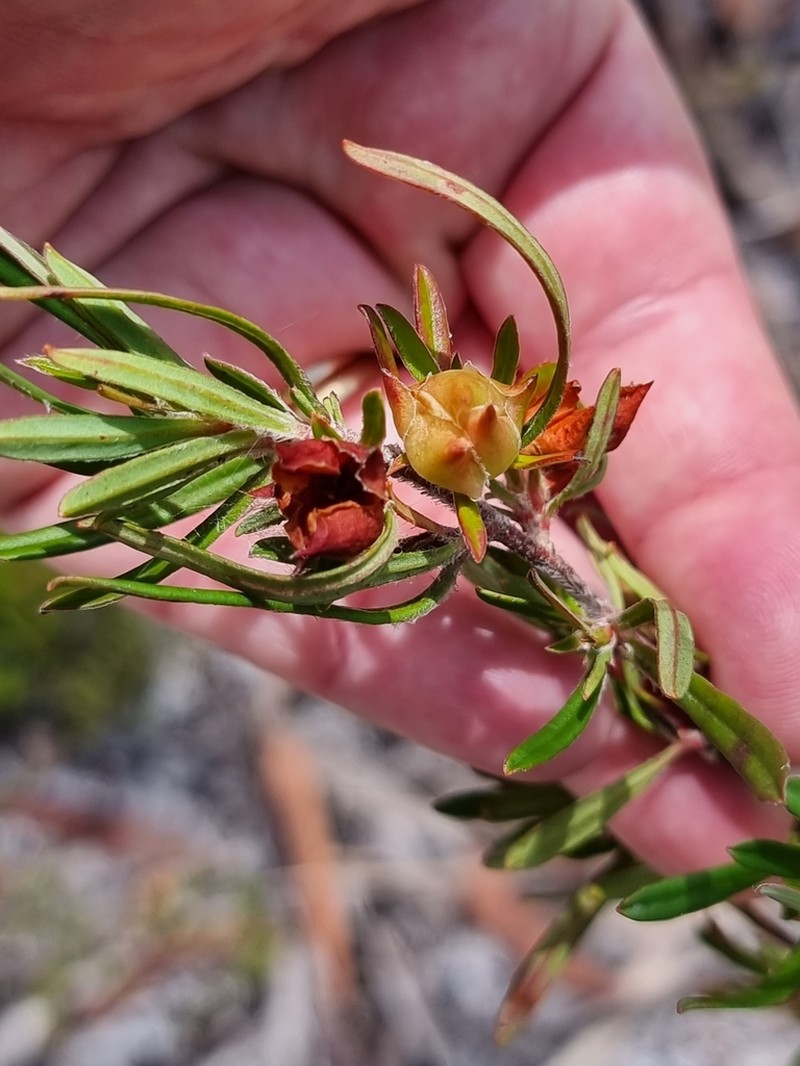 Hibbertia acuminata photo 6