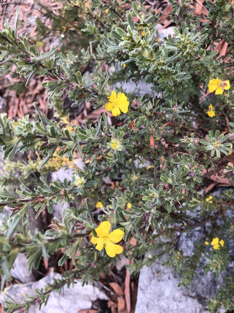 Hibbertia acuminata photo 7
