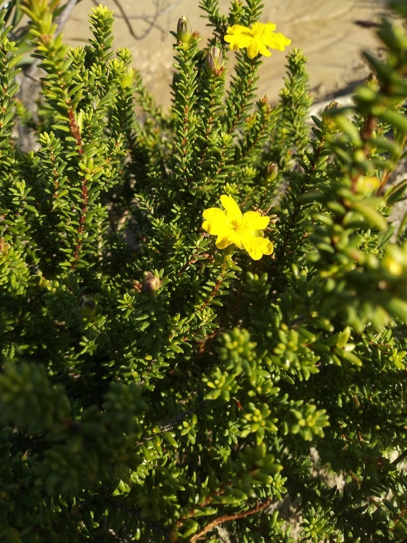 Hibbertia acutifolia