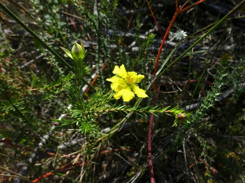 Hibbertia acutifolia photo 2