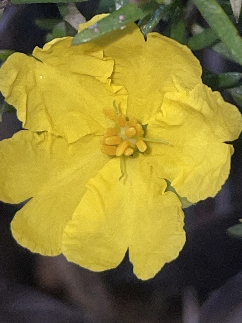 Hibbertia acutifolia photo 3