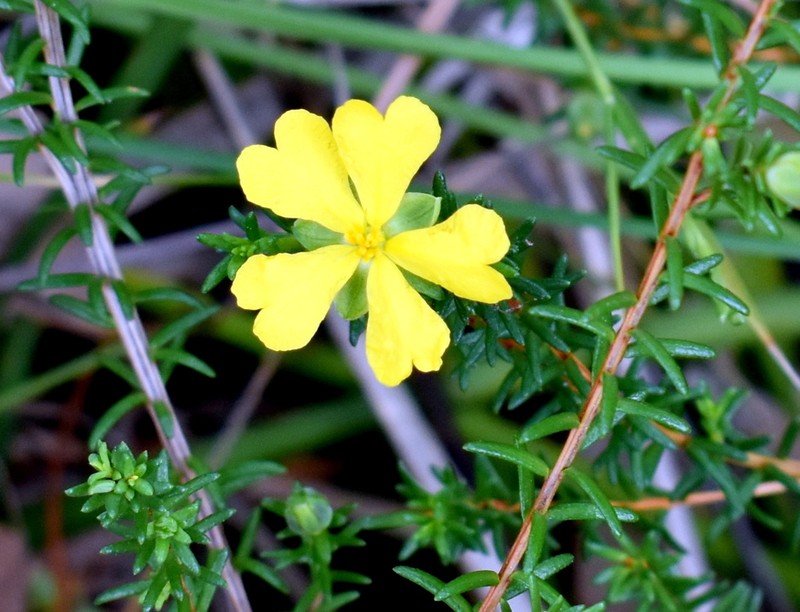 Hibbertia acutifolia photo 4