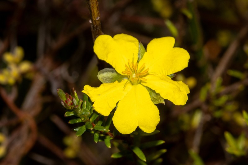 Hibbertia acutifolia photo 5