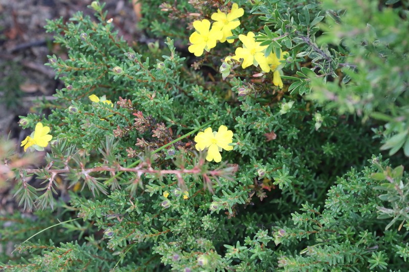 Hibbertia acutifolia photo 6