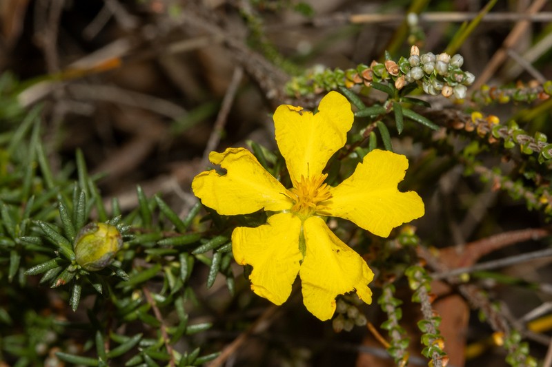 Hibbertia acutifolia photo 7