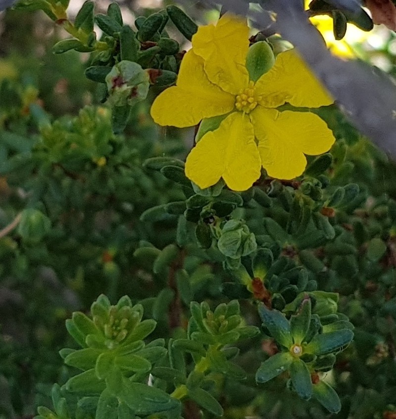 Hibbertia acutifolia photo 8