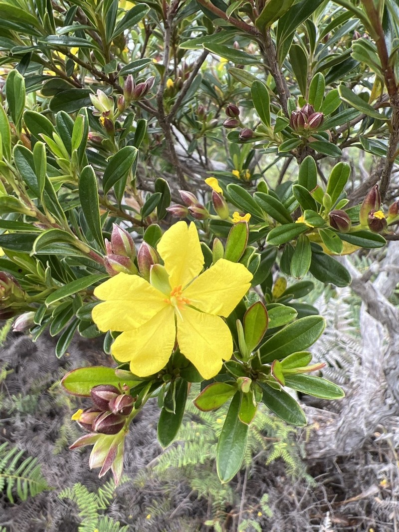 Hibbertia altigena