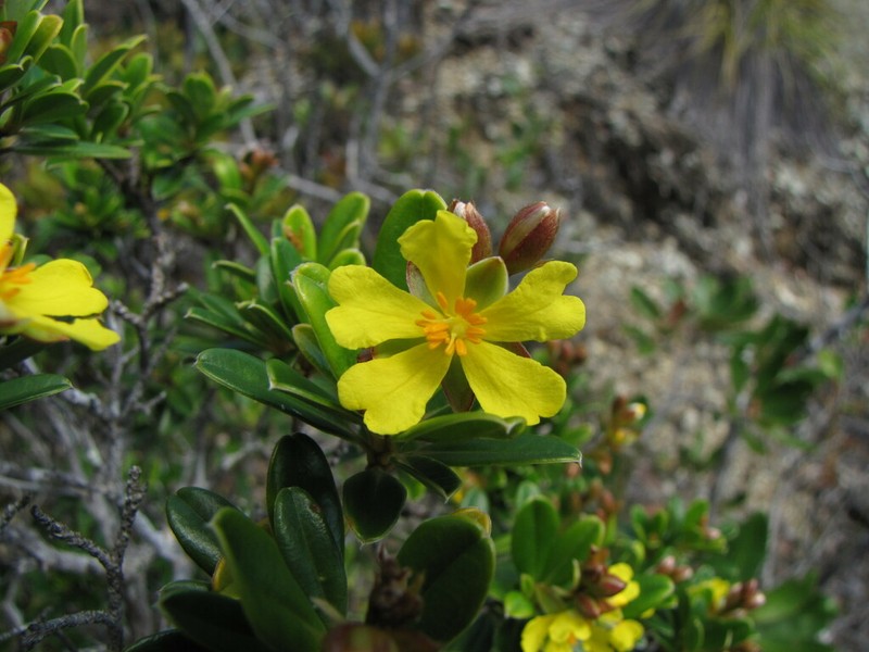 Hibbertia altigena photo 2