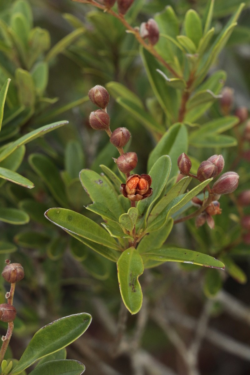 Hibbertia altigena photo 3