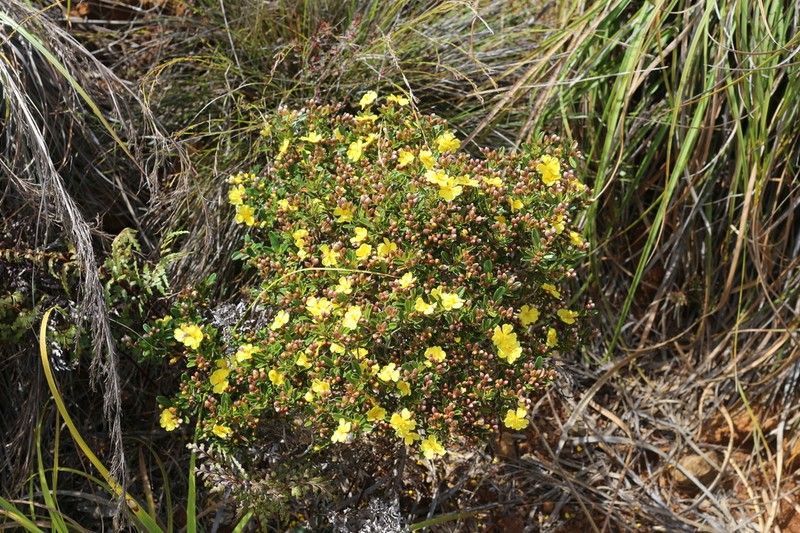 Hibbertia altigena photo 4