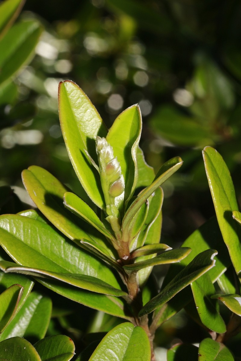 Hibbertia altigena photo 5