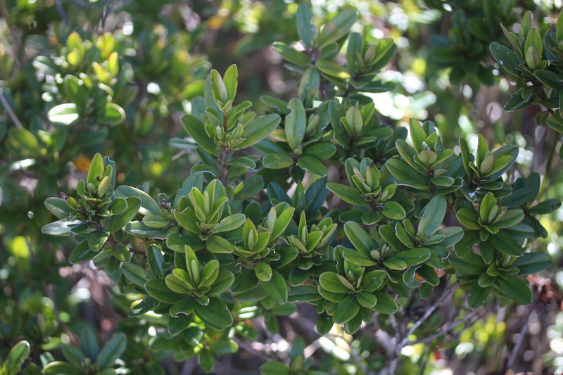 Hibbertia altigena photo 6