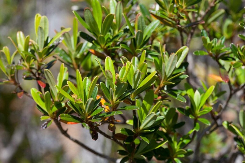 Hibbertia altigena photo 7